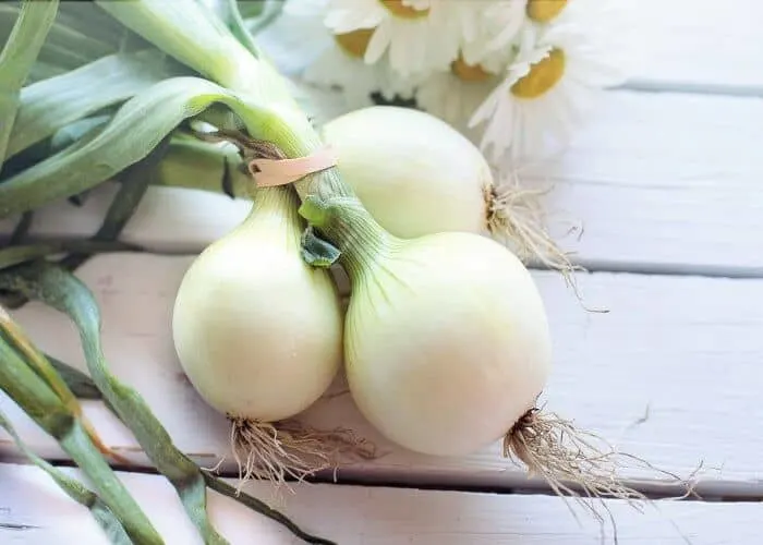 white onions sitting on a table.