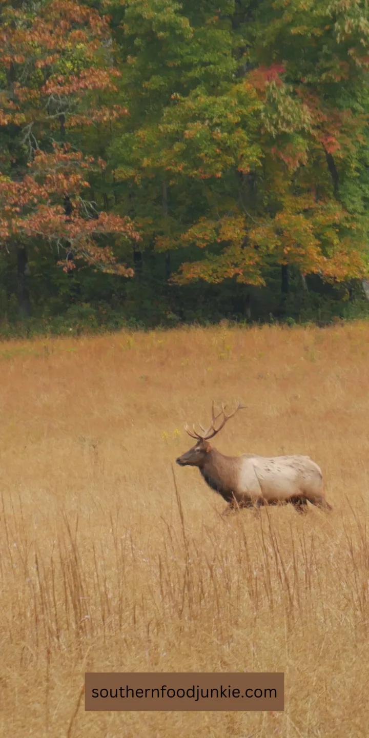 Bull Elk walking in a field in Cataloochee Valley, North Carolina. 