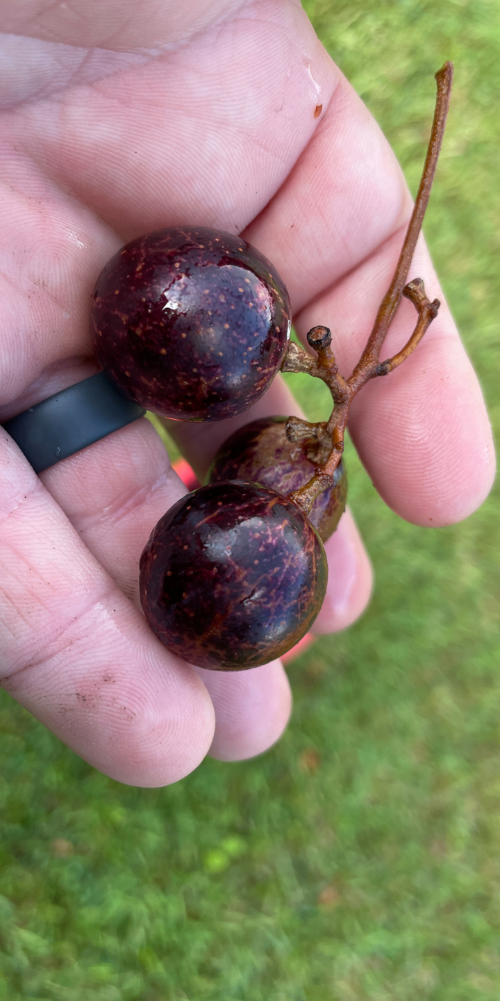 Freshly Picked Southern Muscadine in my hand. 