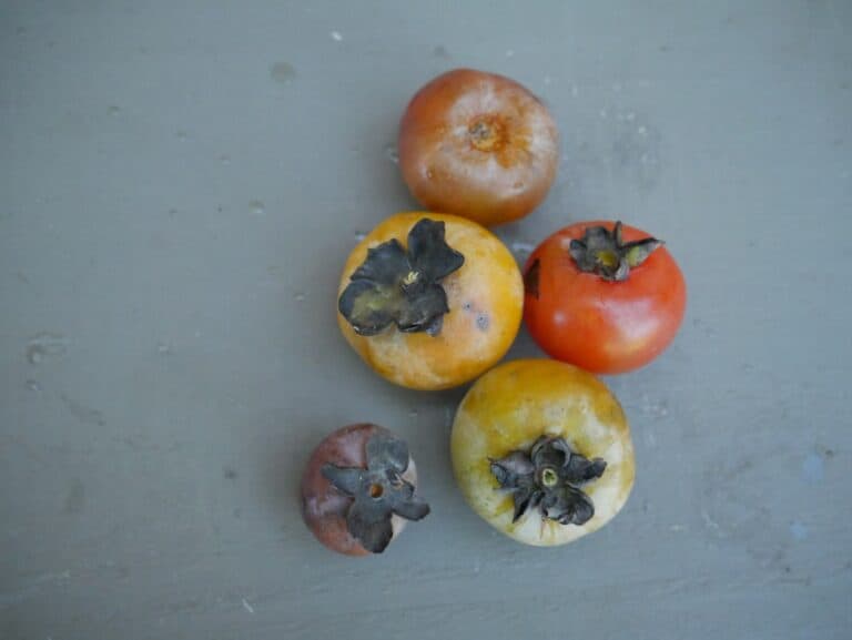 How to Make Persimmon Pulp from Wild Persimmons Southern Food Junkie