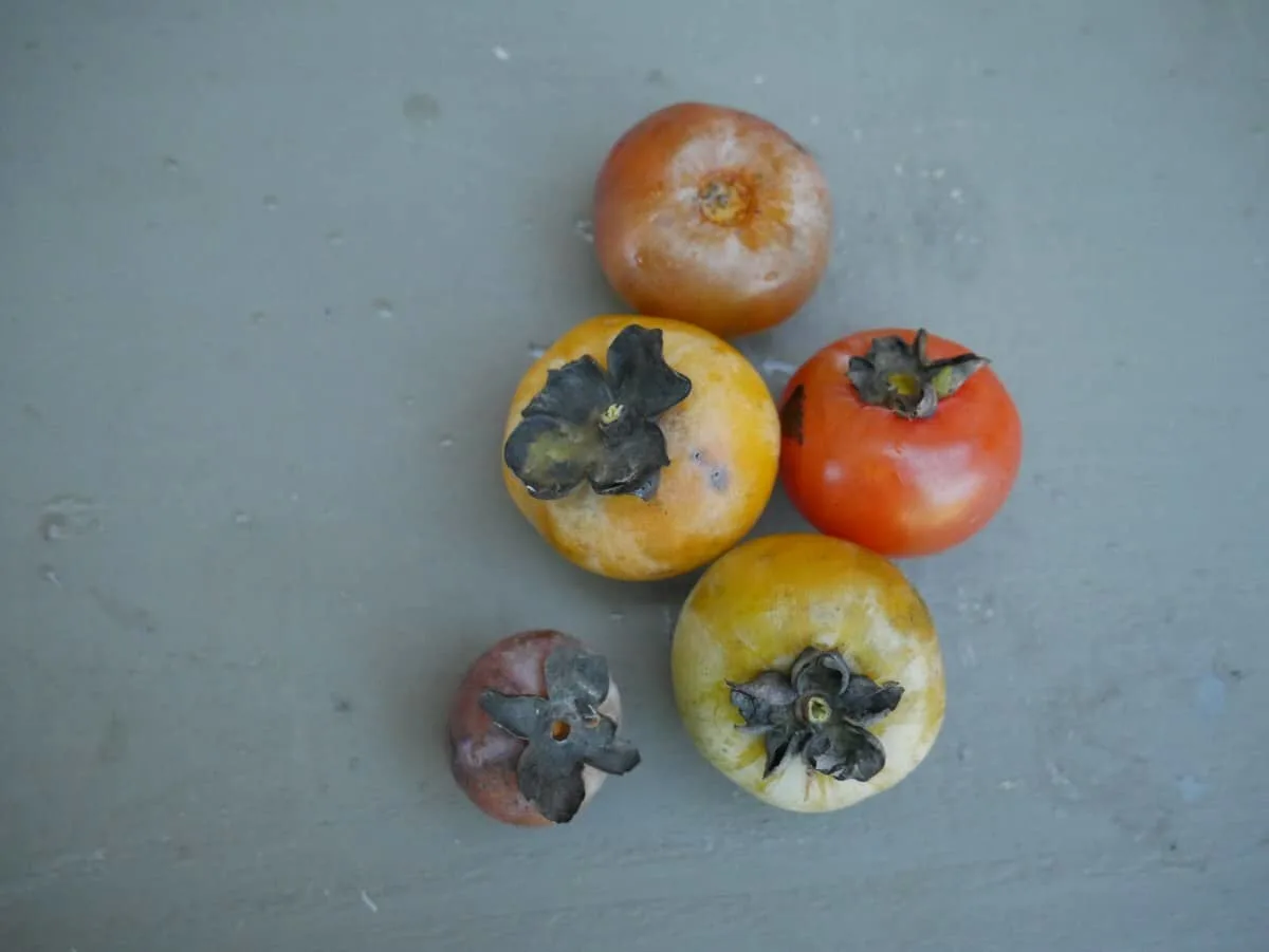 how to tell if a persimmon is ripe.