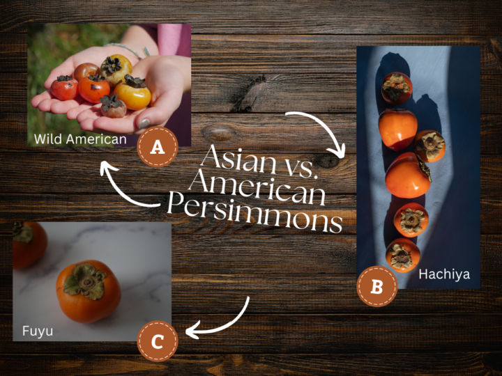 infographic showing wild American Persimmons and two Asian Persimmons types.