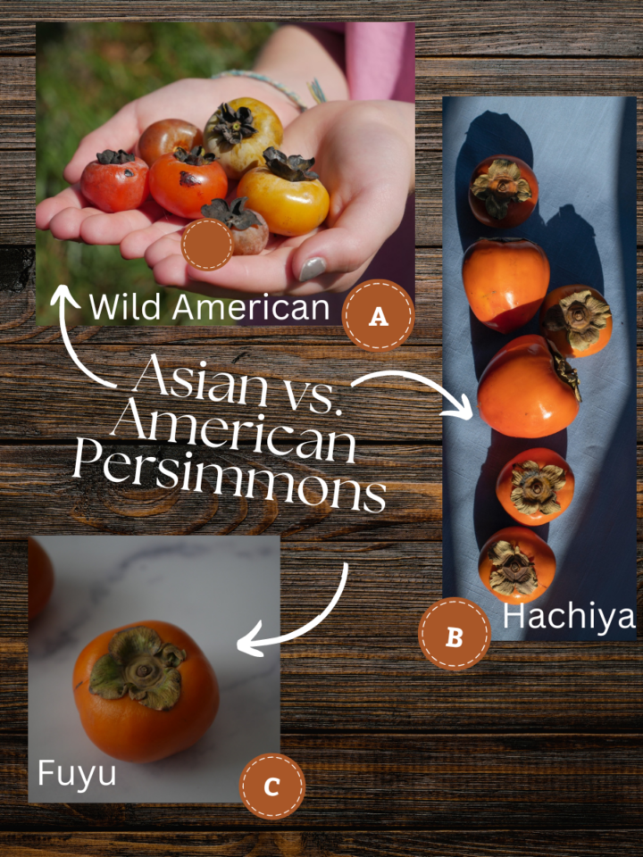 infographic showing different persimmon varieties.