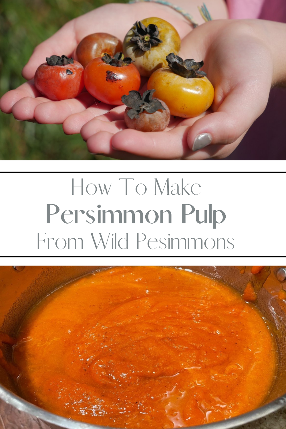 How to Make Persimmon Pulp from Wild Persimmons Southern Food Junkie