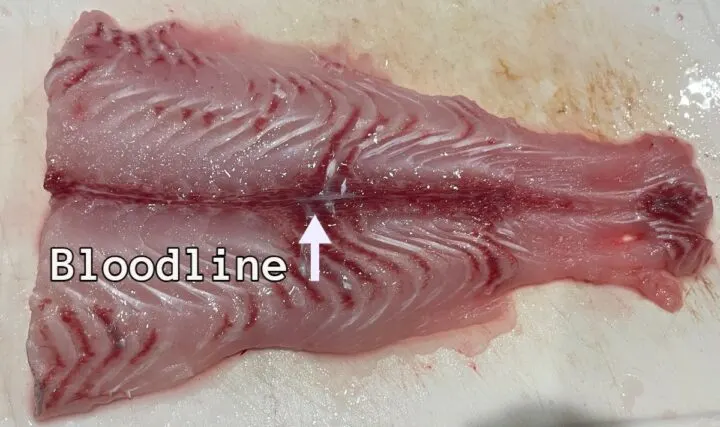 Picture showing what the bloodline is in a catfish filet. 