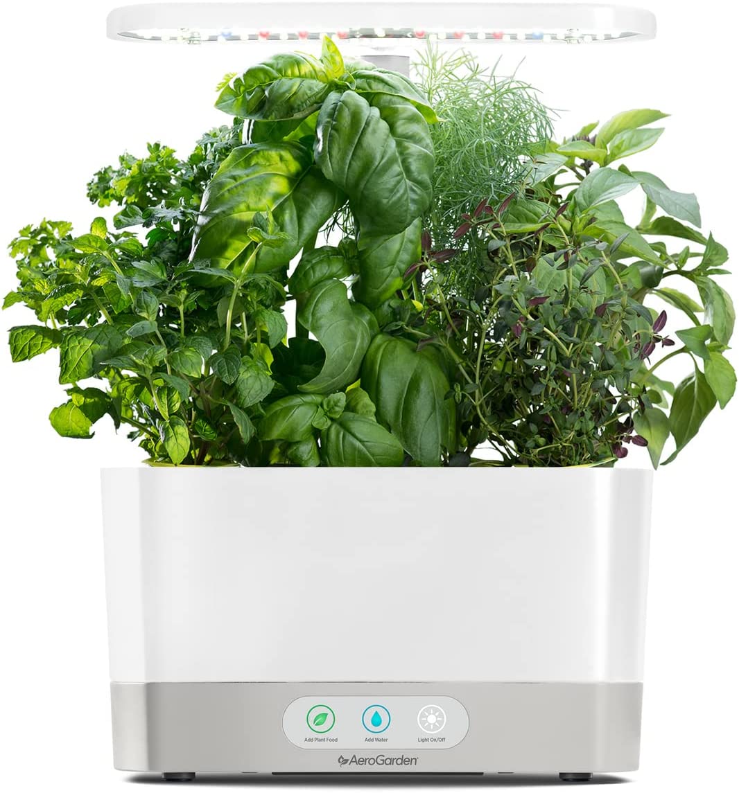 Fresh Herbs All Year Round: Tips for How to Grow Herbs Indoors with ...