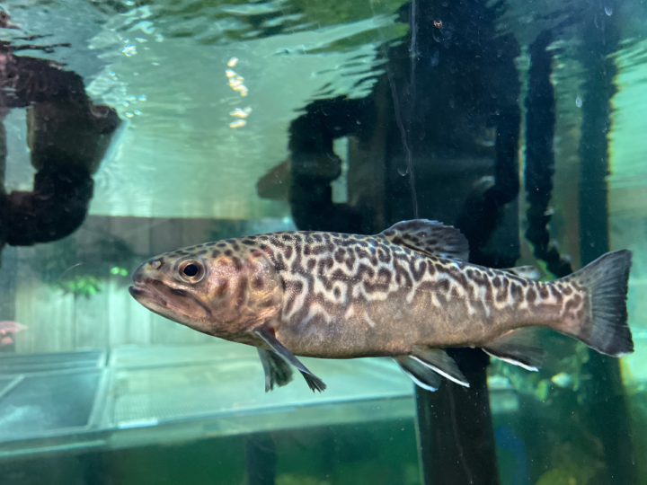A picture of a Tiger Trout in an aquarium in Bryson City, NC.