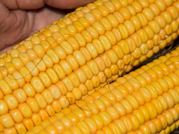 Up-close picture of dent corn. 