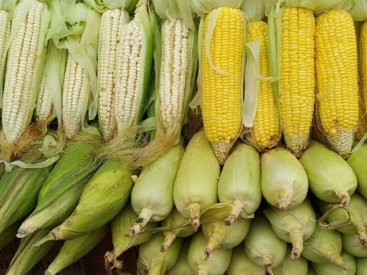 White and Yellow corn on the cob freshly picked. 