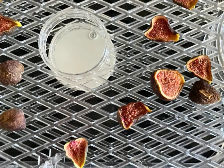 This is a picture of dehydrated figs. This is what the figs should look like when they are done. 